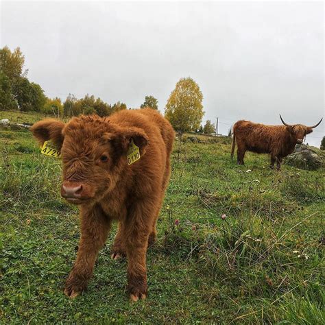 Highland cows near me - Fluffy cows, sometimes known as Highland Cattle, are a unique and enthralling species of agricultural animals native to Scotland. They are well-known for their distinct appearance, which includes long, wavy hair that makes a shaggy, fluffy coat that ranges in color from red to black, brindle, and even yellow.